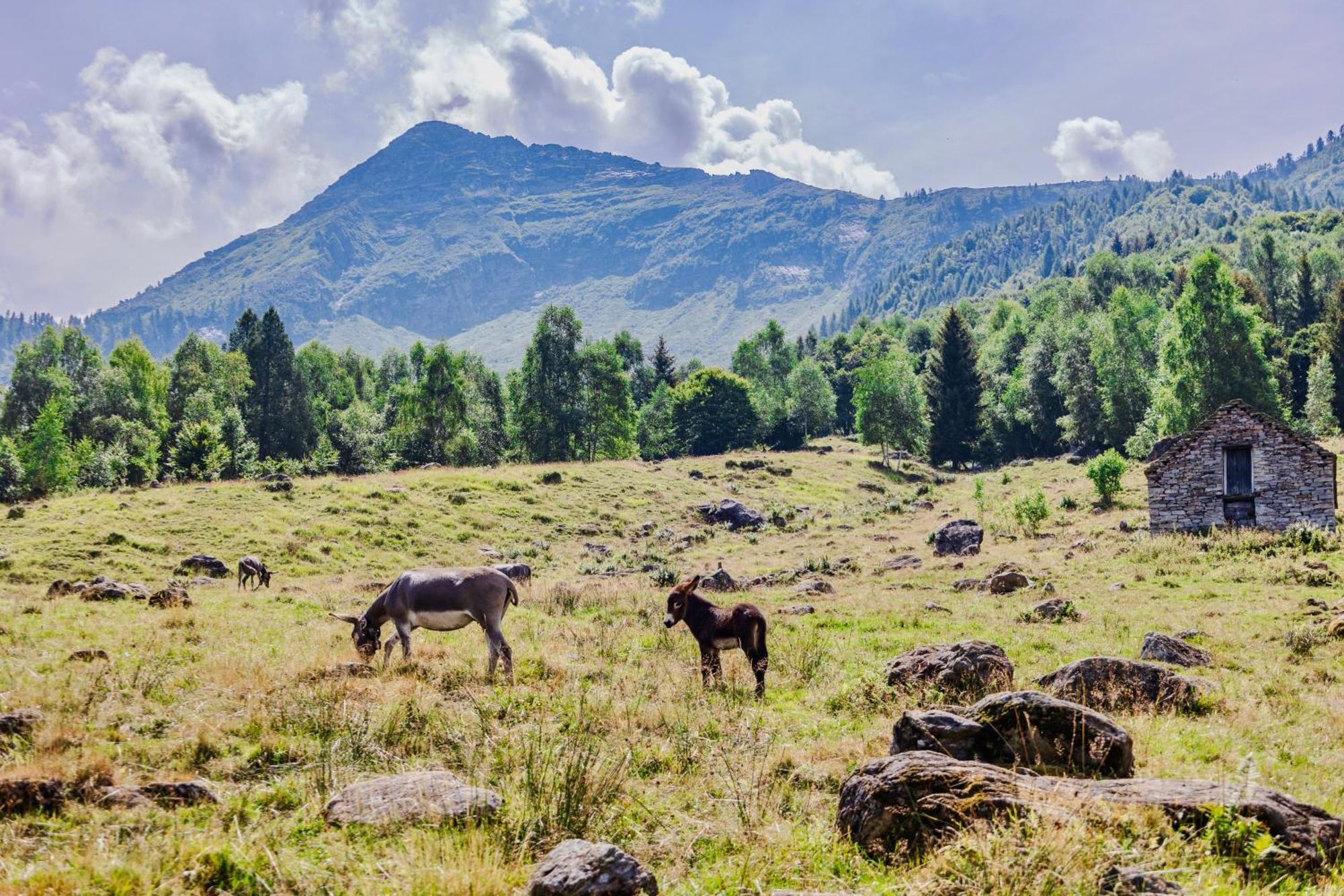 Hostel Rifugio Parpinasca Trontano Zewnętrze zdjęcie